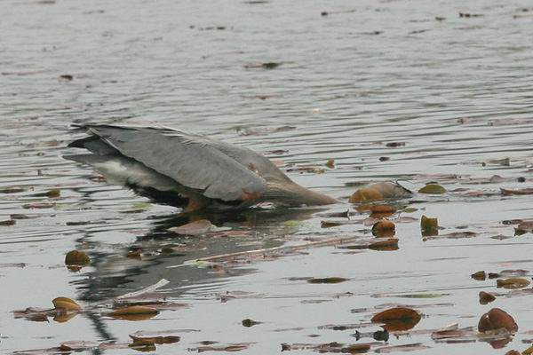 Great Blue Heron Spearing a Fish