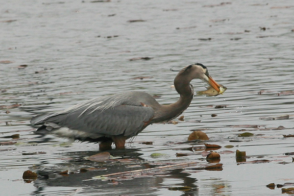 Great Blue Heron With a Fish