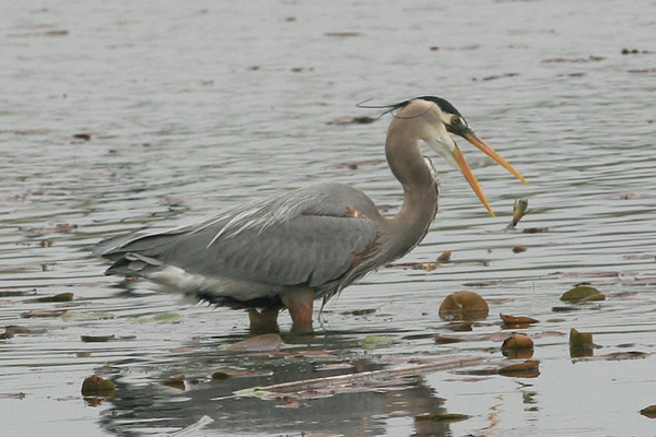Great Blue Heron Tossing a Fish