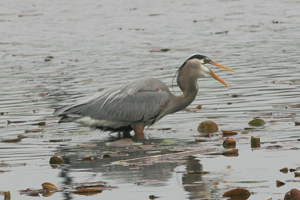 Great Blue Heron Swallowing a Fish