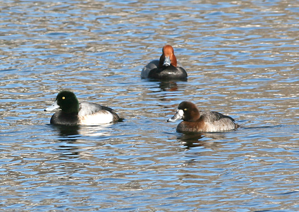Greater Scaup on White Lake