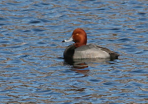 Redhead Duck, White Lake