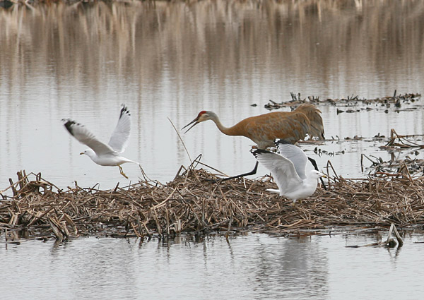 Sandhill Cranes White River Marsh, Michigan