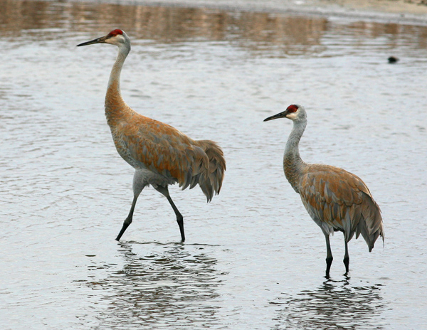 Sandhill Cranes along the White River marsh, Whitehall, MI