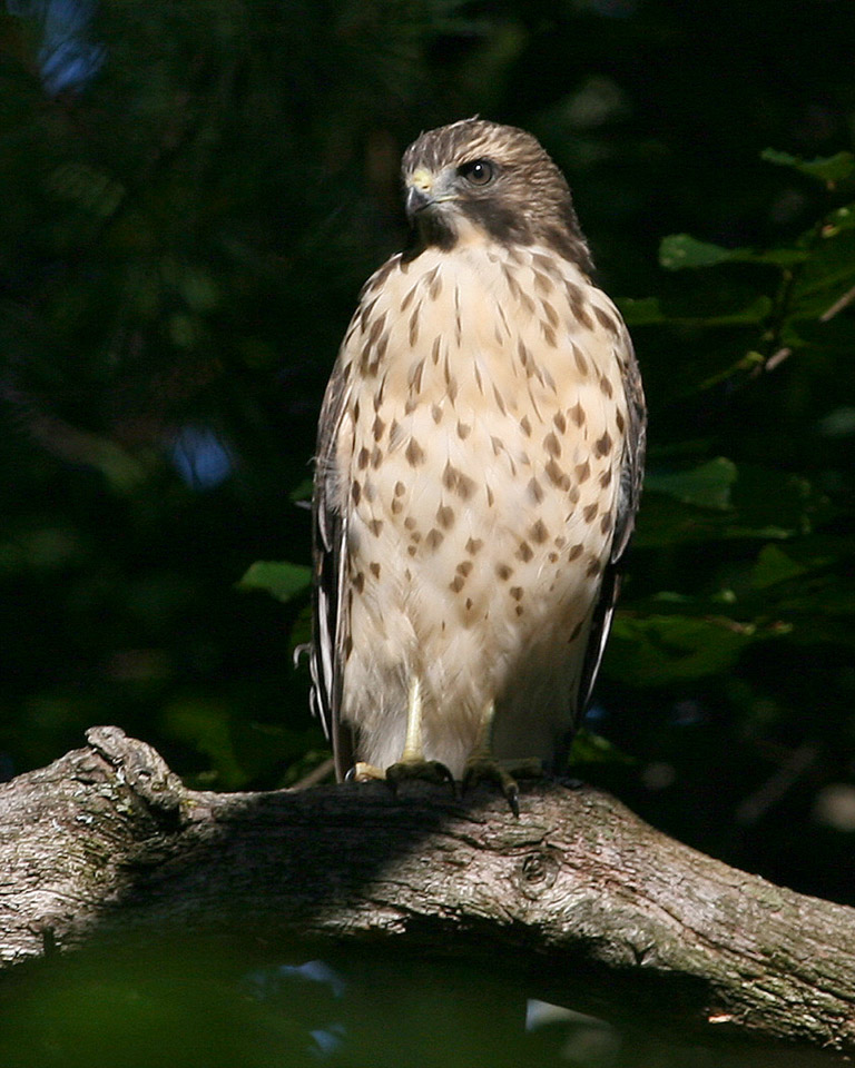 Immature Red Shouldered Hawk (c) Jerry Grady