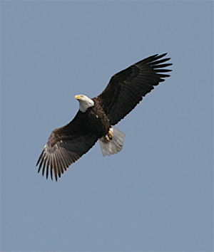 Bald Eagle, Tannery Bay Whitehall