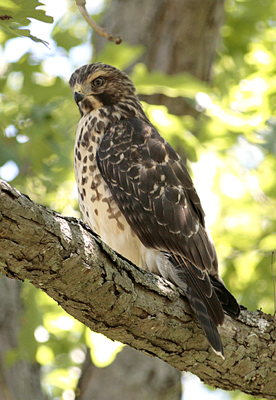 Immature Red Shouldered Hawk (c) Jerry Grady