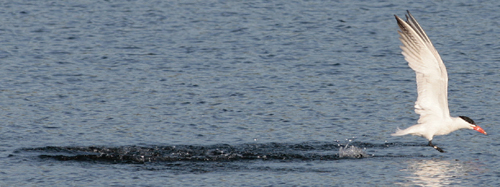 Caspian Tern, White Lake (c) Jerry Grady