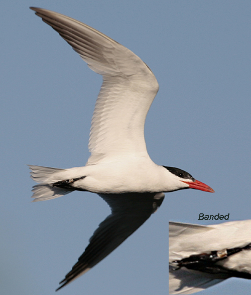 Caspian Tern, White Lake (c) Jerry Grady