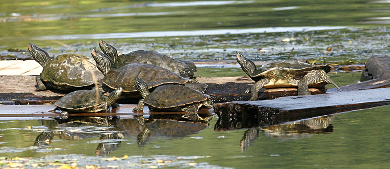 Common Map Turtles, White Lake MI