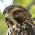 Immature red Shouldered Hawk