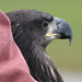 Bald Eagle Female Release by Braveheart Raptor