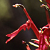 Cardinal Flower Wildflower