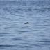 Kingfisher, White Lake