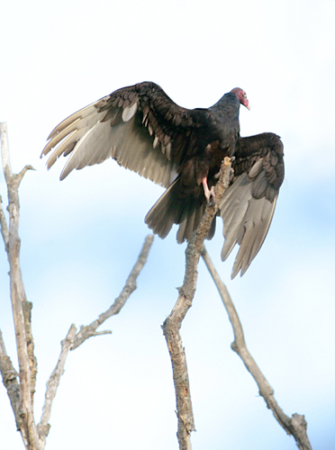 Turkey Vulture, White Lake Watershed