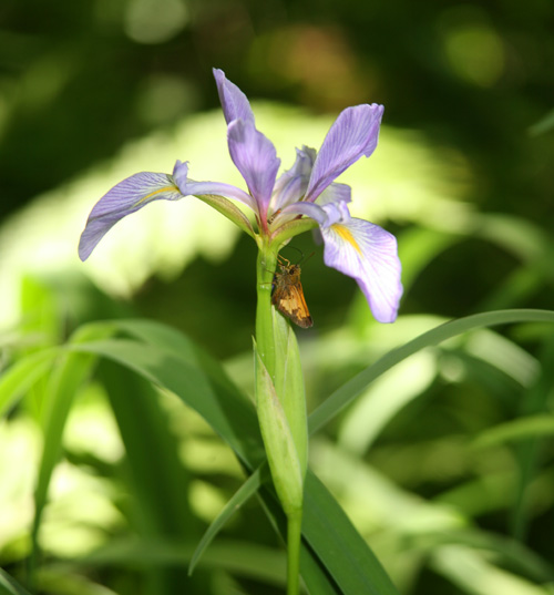 Harlequin blue flag iris