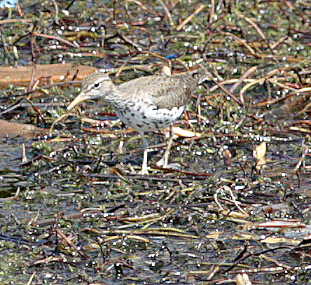 Spotted Sandpiper, White Lake "Tannery Bay" Muskegon County, Michigan